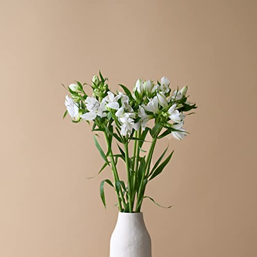 niv(HANAPRO) AXgA  ԑ M[ Ԃ̃vI zCgnycs꒼z