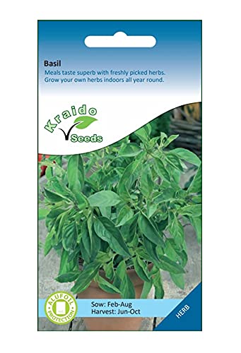 Basil Herb 500 Seeds Ocimum Basilicum, Grow Your Own Herb Garden Indoors on a Windowsill or Outdoors in Pots and Containers