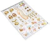 Ruediger Anatomie MIPO61 Craniosacrale Osteopathie Tafel, 24 cm x 34 cm, Papier