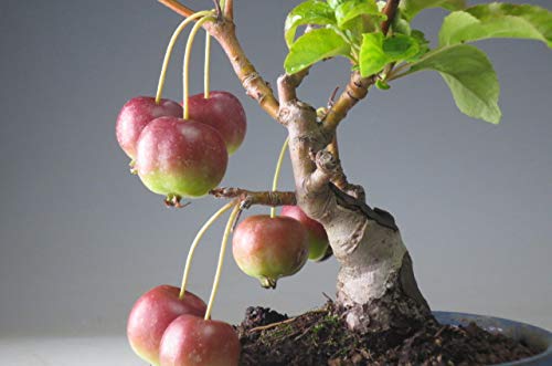 Amazon.co.jp: 盆栽 実付き！姫りんご（紅乙女）の鉢植え盆栽【現品