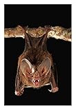 fringe benefit significato italiano  Opere D\'arte Italia Fringe-labbra pipistrello posatoio e chiamante, Smithsonian Tropical Research Station, Barro Colorado Island, Panama-Paper Art-18\