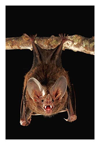  Opere D\'arte Italia Fringe-labbra pipistrello posatoio e chiamante, Smithsonian Tropical Research Station, Barro Colorado Island, Panama-Paper Art-18\