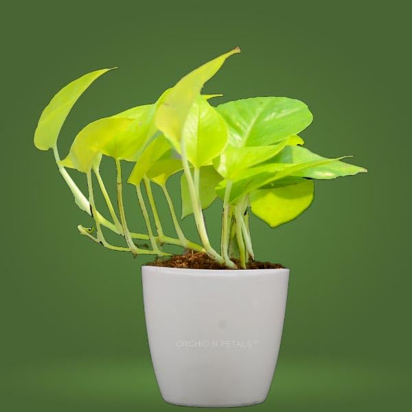 Image of Golden Pothos Money Plant, Live Indoor Air Purifying Plant with White Pot, (Pack of 1).A6