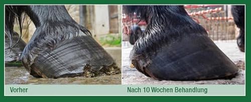 Foto von Keralit Huf-Festiger für Pferde – Hufpflege bei White Line Disease, lockeren Eisen & Hornabrieb – Stärkt Hufsohle, Tragrand & Weiße Linie – Ideal für Barhuf & Beschlagen – 250 ml