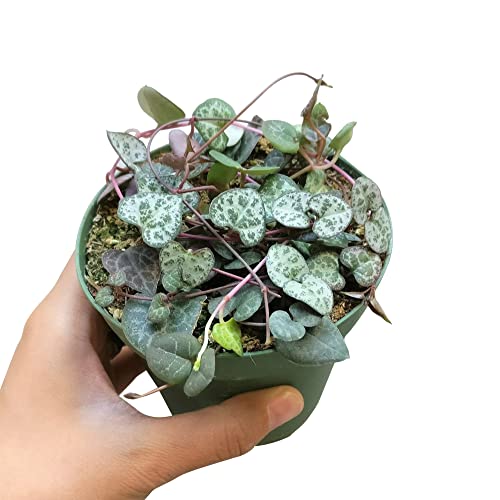 String of Heart Plant (Not Variegated) Rare Beautiful Ceropegia Woodii Trailing Succulent (4 inch) - Thumbnail 5