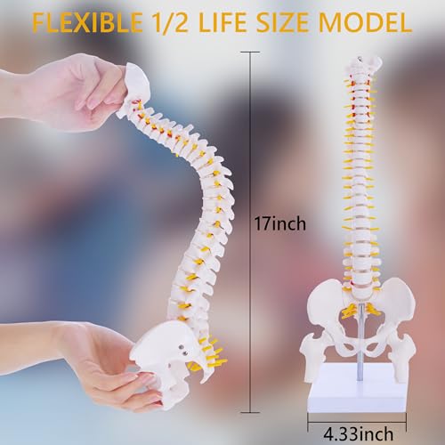 Mini Spine Anatomy Model - 15.5’’ Flexible Miniature Human Spine Model with All Nerves for Medical Learning - for Instruction Teaching, Study and Display