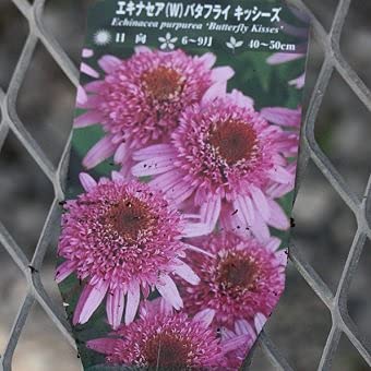 Amazon | [ 宿根草苗 ] エキナセア「バタフライキッシーズ」4寸