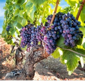 - Live Hybrid Grafted Grape Plant, Angur Plant, Small Size by RGP