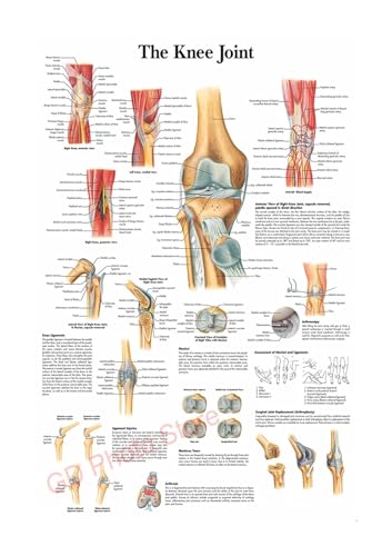 Supkancl The Body Structure HD Poster Anatomy And Physiology Photo