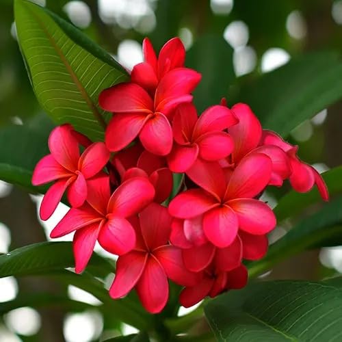 Image of Live Red Champa Plumeria Rubra Live Flowering Plant with Pot | Frangipani Plant Live | Lal Champa Ornamental Tree for Home Garden Balcony Terrace Outdoor