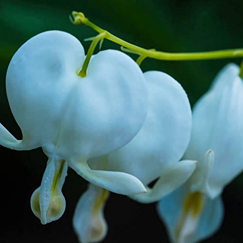 Yegaol Garden 25Pcs Blue Bleeding Heart Seeds Lamprocapnos Spectabilis Seeds Perennial Non-Gmo Deer Resistant Flower Seeds Home Garden Backyard Plant #TOP5