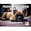 French Bulldog Puppy