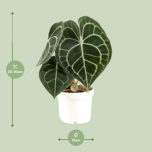 Anthurium Clarinervium - Ø 12 cm - 30 cm