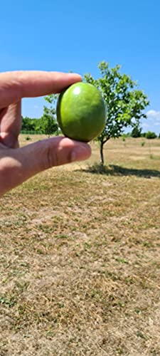 WALNUSSÖL 250 ml Hortus Verdi - Kaltgepresst - 100% natürlich - Glasbehälter - RAW VEGAN - Saucen - Suppen - Glutenfrei - Süßigkeiten - Nachspeisen - Backwaren- Gourmet (250)