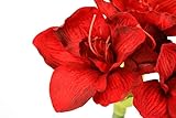 Zoom IMG-1 flair flower amaryllis 021113r fiore Zoom IMG-1 flair flower amaryllis 021113r fiore