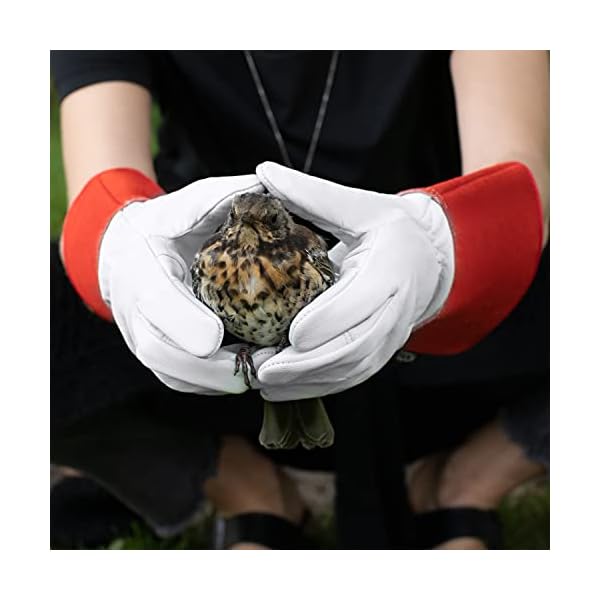 NoCry Leder Gartenhandschuhe für Damen und Herren - Dornenfeste Handschuhe mit extra langer Stulpe und verstärkten… – Bild 6