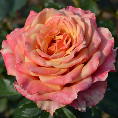 Rosa Rosen pflanzen (1 Duftende Pflanze), große winterhart mehrjährig Stauden, Pflanzen aus Holland für Garten und Topf (kein Samen, blumenzwiebeln und nicht künstlich)