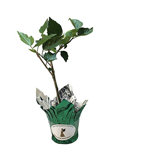 Andersons Double Red Tropical Hibiscus Bush Shrub Live Plant Landscape Type Starter Size 4 Inch Pot Emerald Tm #TOP3