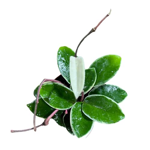 PLANTVERS Hoya Carnosa ‘Krimson Queen’ in 4" Grow Pot –