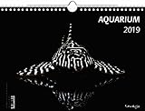  Kalender Aquarium 2019 - Großformat 29,7 x 42 cm (A3) - 12 Fotografien von faszinierenden Aquarienbewohnern - 1 Titelbild mit edlem separatem Folienblatt