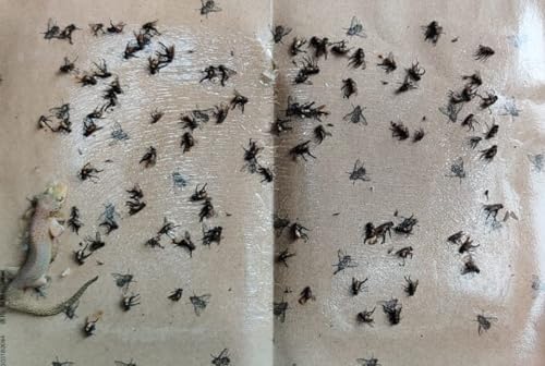 Image of Fly Glue Trap Sticker Paper /Sticky Traps Sticky Fly Board Trap for Home, Office, Hosptial, Bakery, Fish Chiken Stall etc (Pack of 20 No)