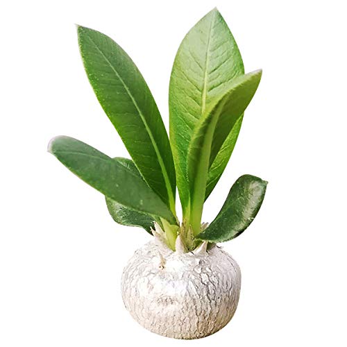 Succulent Plant _ Pachypodium Brevicaule Succulent (2'' + Clay Pot) _ by Buch4Land