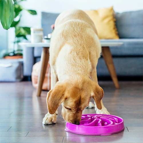 Outward Hound Fun Feeder Slo-Bowl, Large, Purple | Healthy Slow Feeding Dog Bowl | Improves Digestion, Reduces Bloating & Overeating | 29.84 cm Diameter, 5.08 cm Height