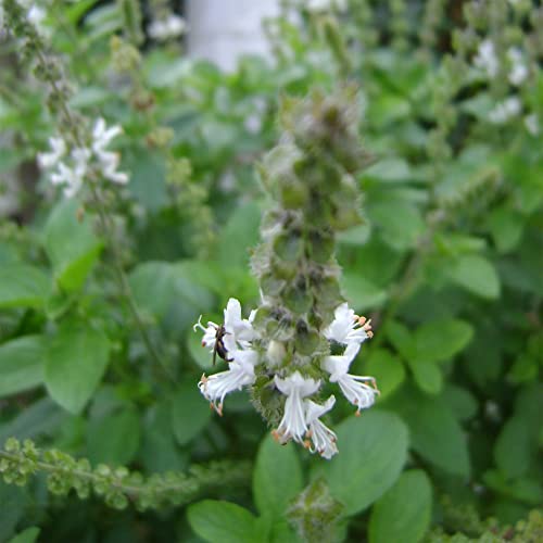 Qauzuy Garden 20 Ocimum Gratissimum Seeds West African Wild Clove Basil Seeds - Premium Heirloom Herb Seeds - Perennial Edible Fragrant Exotic Herb Houseplant #TOP3