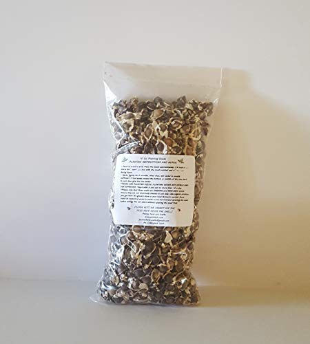 50 oz (APX 5000) Moringa Malunggay Drumstick Seeds - Paisley Farm and Crafts 50 oz (APX 5000) Moringa Malunggay Drumstick Seeds - Paisley Farm and Crafts