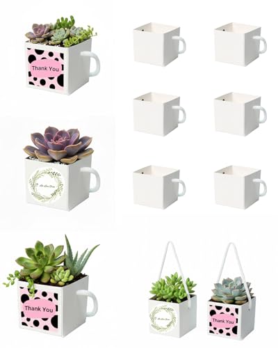 Cajas de regalo para suculentas con 30% de descuento - 40 unidades