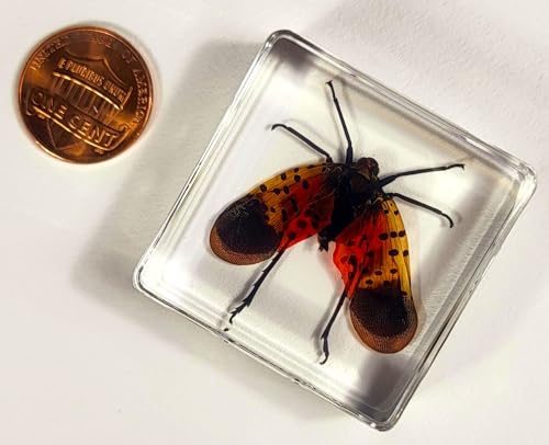 Image of 38mm Real Spotted Lanternfly Cicada in Crystal Clear Lucite Resin Specimen Preserved Small Insect Taxidermy Decor Crafts Collection for Biology Science Education & Desk Display Supplies