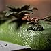 Nano Scene Jurassic Park 30th Anniversary Jurassic Gate Diorama w/Two 1.65