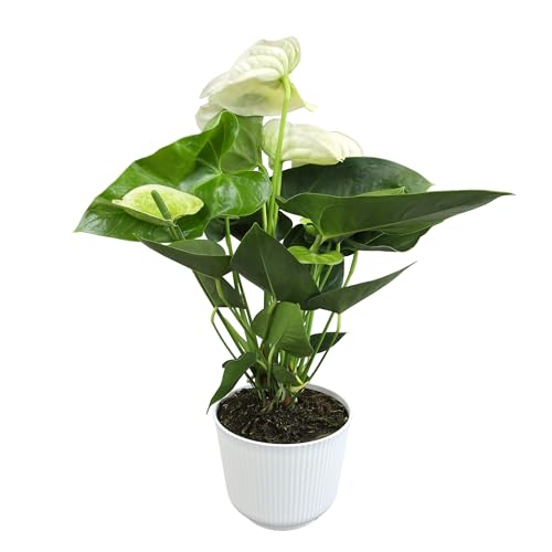 White Anthurium Live Plant Decor (Approx. 18-21" Tall), Real Flowers/Sympathy Plant in 6" White Plant Pot, Floral Sympathy Flowers, Perennial House Plants & Gifts for Plant Lovers by Plants for Pets