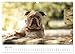 Beautiful Bulldogs (Wall Calendar 2026 DIN A3 Landscape), CALVENDO Monthly Calendar: Pictures of Readers