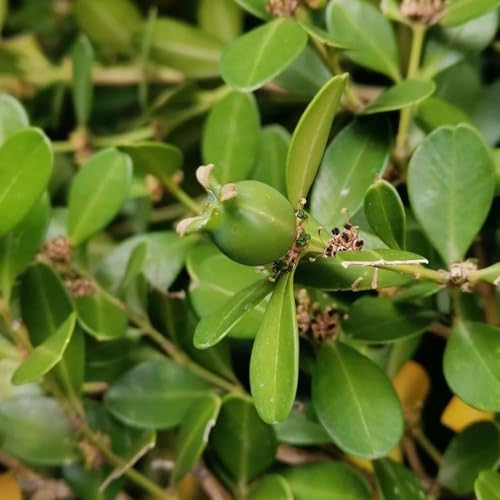 semillas de boj prueba de invierno arbusto ornamental arbustos resistentes medicinales ornamentales para exterior sombra 300pcs