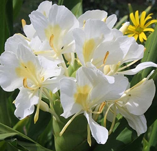 Hawaiian WHITE (Awapuhi Ke`oke`o) Ginger Plant Root (Rhizome)---When purchasing Hawaiian