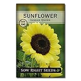 Sow Right Seeds - Lemon Queen Sunflower Seeds for Planting - Non-GMO Heirloom Packet with Instructions for Growing - Bright Lemon Color Blooms - Super Tall and Unique Summer Stunner (1)