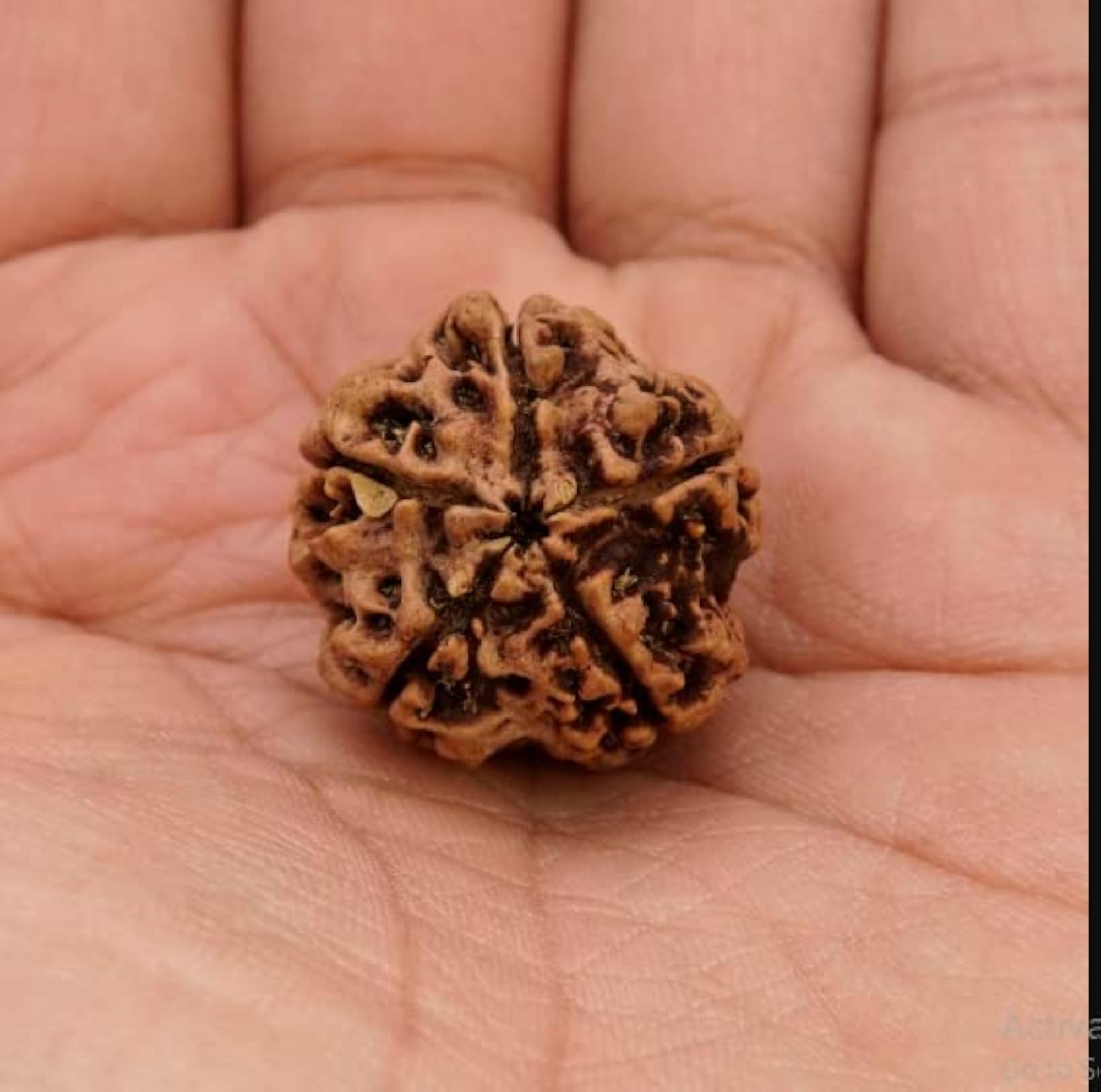 5 Mukhi Kalagni Rudraksha Brown Beads, Lab Certified