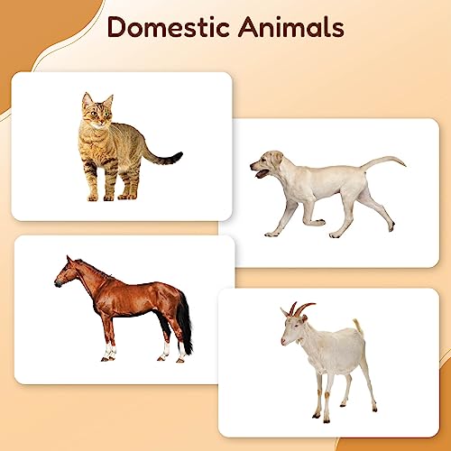 Image of Hungry Brain Domestic Animals Kids Flash Cards | Early Learning Picture Cards | Montessori Educational Toy | Age 3 Month to 6 Years