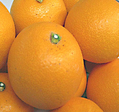 小振り 紅八朔 訳あり 5㎏ 広島県 尾道市 因島産