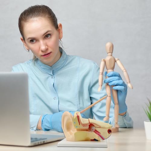 Modelo anatómico de estructura del oído interactivo para clases y laboratorios 2