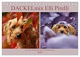 DACKELmix Elli Pirelli (Tischkalender 2026 DIN A5 quer), CALVENDO Monatskalender: mit neuen Abenteuern aus der Hundeknipserei (CALVENDO Tiere) - CALVENDO, Kathrin Köntopp 