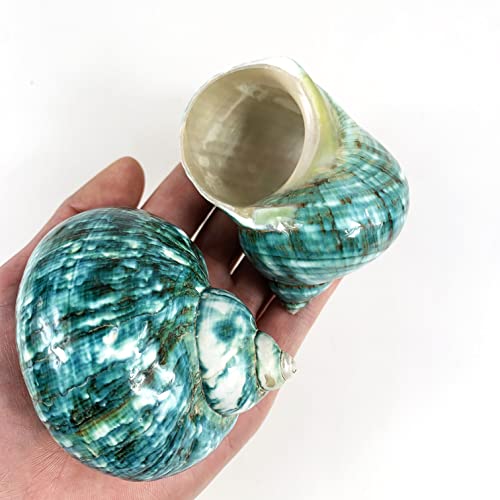 Image of Heyiwell 2PC Large Jade Green Turbo Shell,Hermit Crab Shell &Turbo Shells Hermit Crab Supplies for Decor 2.5 inch~ 3.5 inch Inch