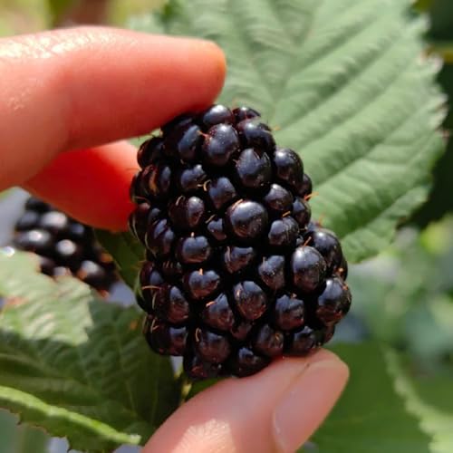 Generic Bio Brombeeren Samen 400pcs