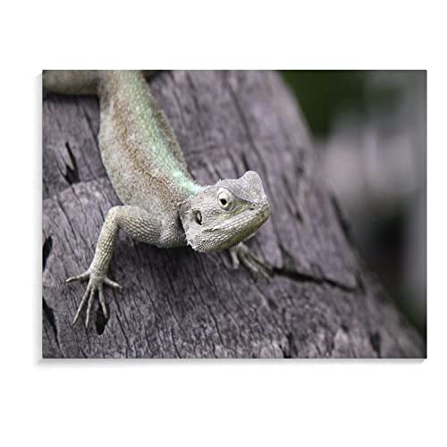 Art Posters Animal African Lizard Wall Posters Wall Art Paintings Canvas Wall Decor Home Decor Living Room Decor Aesthetic Prints 24X32Inch(60X80Cm) Frame-Style #TOP7