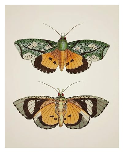 Affiche vintage d'illustration de papillons LEMST sur toile nature pour décoration salon 40x60cm