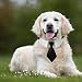 HACRAHO Hunde-Krawatte, 1 Packung Hunde-Smoking-Halsband mit schwarzer Krawatte, verstellbares Hundehalsband mit Schnellverschluss-Schnalle (L)