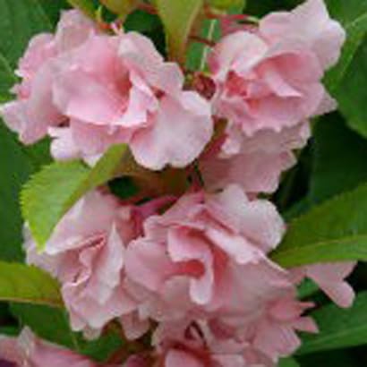 SeeGreen Balsam flower seeds all colour - Mixed colour double balsam flower - (150 per pack)/ (B0CYR1NW56) Amazon Price History, Amazon Price Tracker