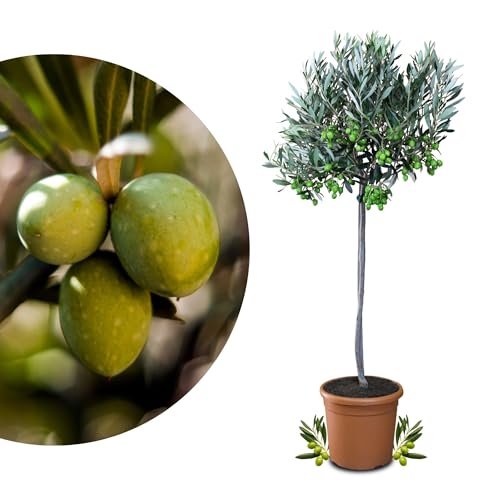 Meine Orangerie Olivenbaum Mezzo - echter Olivenbaum - 80 bis 100 cm - Olea Europaea - Olive Tree - Fruchtreifes Stämmchen in Gärtnerqualität