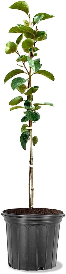 Persimmon Trees (Fuyu Jiro, 5 gal.) (Due to Agricultural Laws, we Cannot Ship to CA, AZ, AK, or HI - Orders Will be Cancelled)